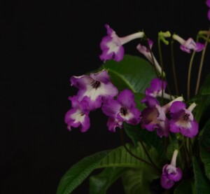 Streptocarpus 'GG's Piece of Cake'