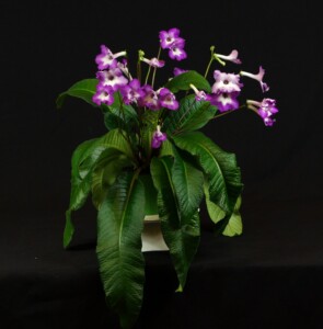 Streptocarpus 'GG's Piece of Cake'