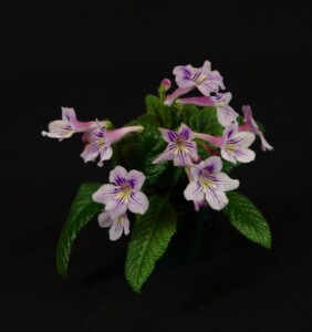 Streptocarpus 'Heartland's Nelly'