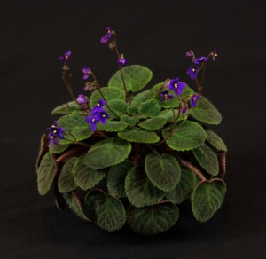 Streptocarpus ionanthus ssp. velutinus