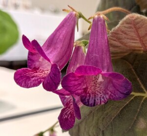 xSmithicodonia 'Heartland's Joy'