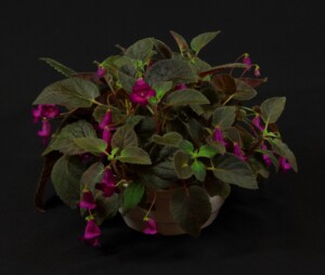 xSmithicodonia 'Heartland's Joy'